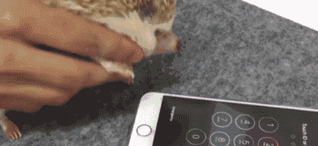 Your iPhone Can be Unlocked By A Hedgehog?